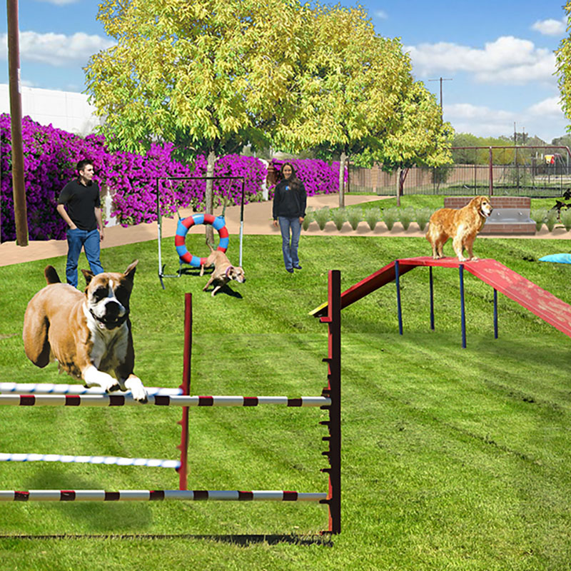 Dog Rehabilitation Center